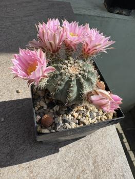 Echinocereus pulchellus amoenus